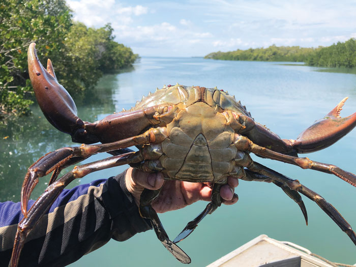 photo of giant mud crab