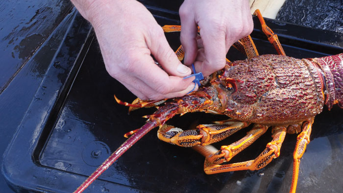 A Victorian recreational fisher tags a rock lobster.  Photo: Victorian Fisheries Authority