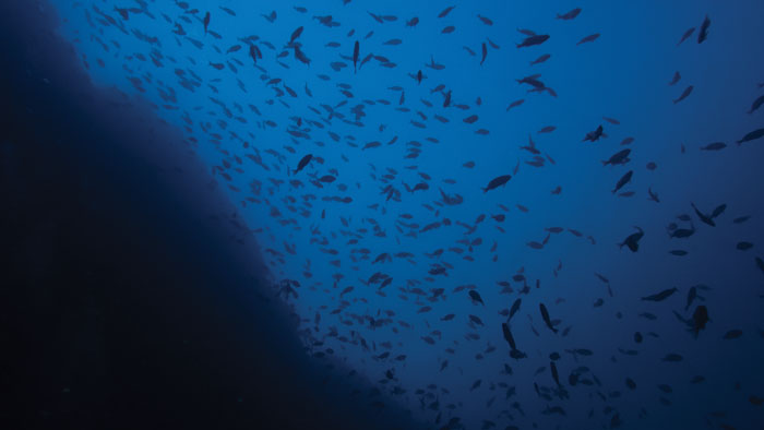 Butterfly Perch  Photo: Ocean Imaging