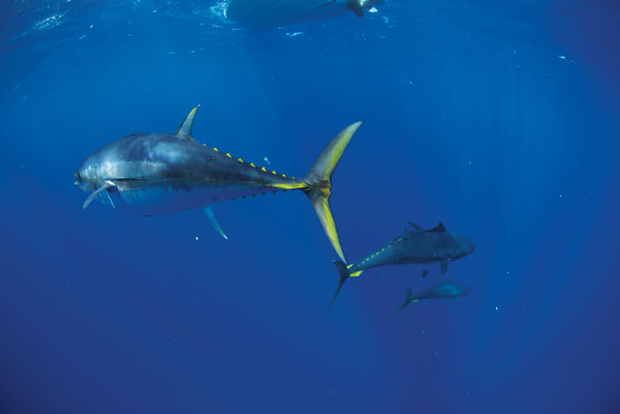 Southern Bluefin Tuna.  Photo: Al McGlashan