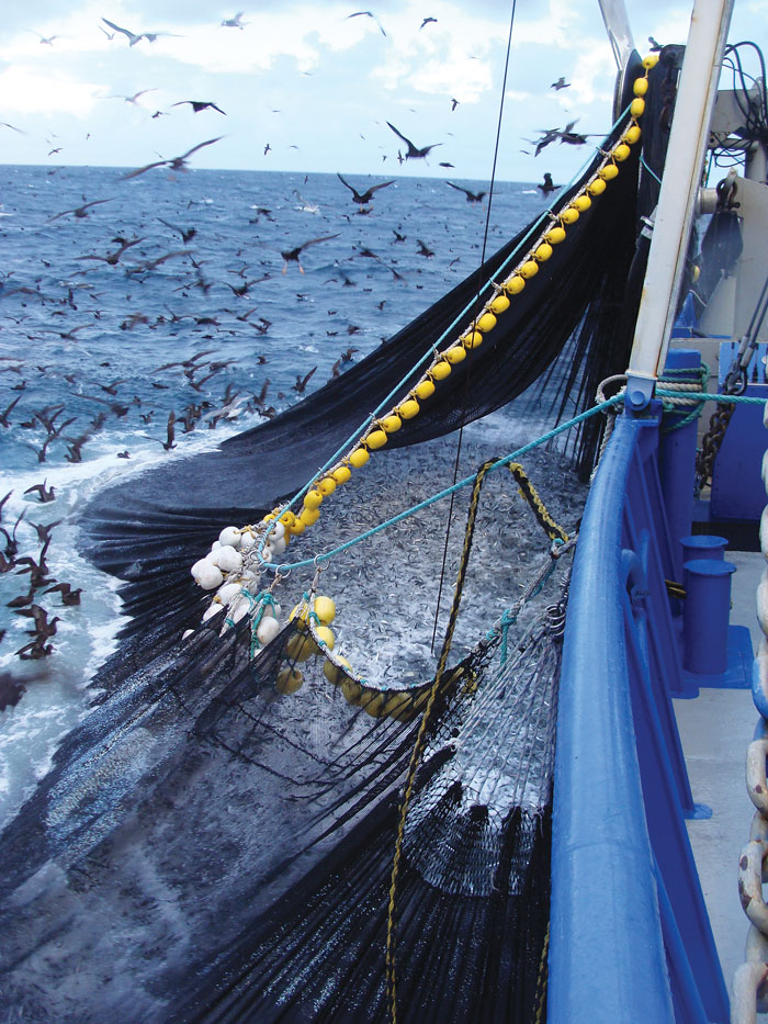 South Australian’s sardine fishery was one of the first in Australia to have a harvest strategy.  Photo: South Australian Sardine Industry Association