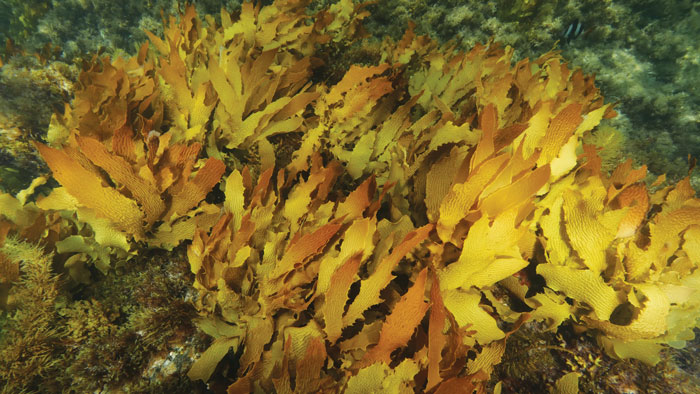 Golden Kelp Photo: Ocean Imaging