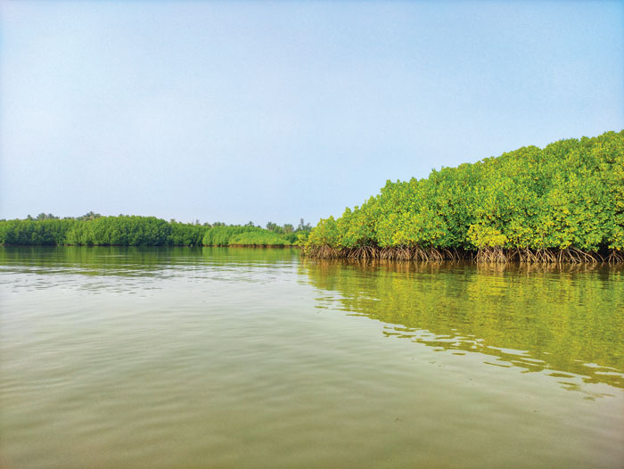 Coastal mangroves provide essential habitat for thousands of species and are fundamental to a productive ecosystem. Photo: Vishwasa Navada K/Unsplash