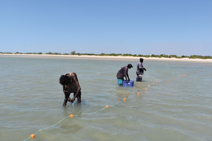 Aboriginal fishers from Maningrida retrieving fish from a net. Photo: Supplied by Matt Osborne