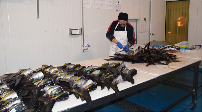 Russ Bradford (CSIRO senior scientist) processing tuna samples. The DNA profiles from these juvenile samples are compared with samples collected from adult fish in Indonesia (collected by Indonesia–CSIRO collaborative monitoring program) to identify parent–offspring pairs.  Photo: Supplied Russ Bradford