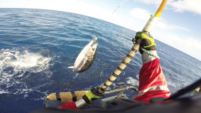 SBT poling in the Great Australian Bight for gene-tagging. Photo: Russ Bradford