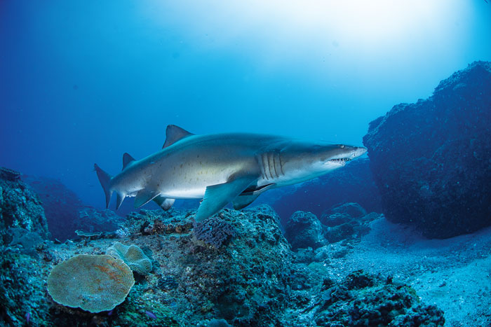 The close-kin mark-recapture technique has been applied to other species like the Greynurse shark. Photo: Shutterstock