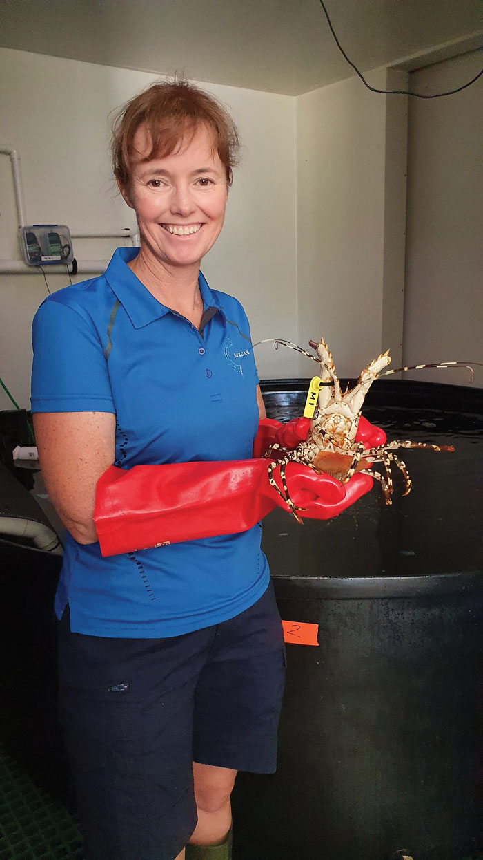 Ornatas research and development manager Jennifer Blair holds an Ornate Rock Lobster (Panulirus ornatus).  Photo: Bianca Davis, Ornatas