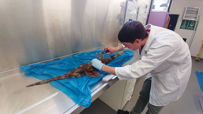 Jessica Bolin is investigating Swordfish meat quality. Photo: Supplied