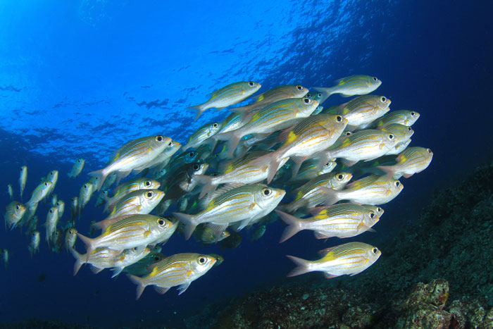 photo of a school of fish