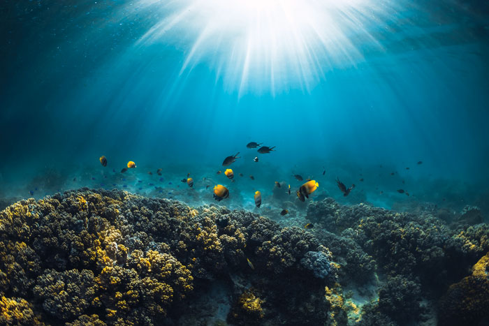 photo of reef