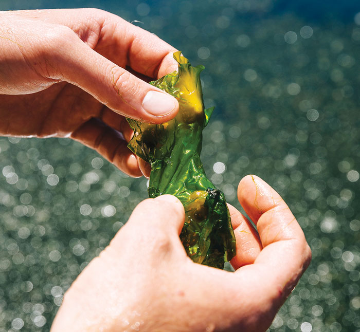 Photo of  the green seaweed Ulva 