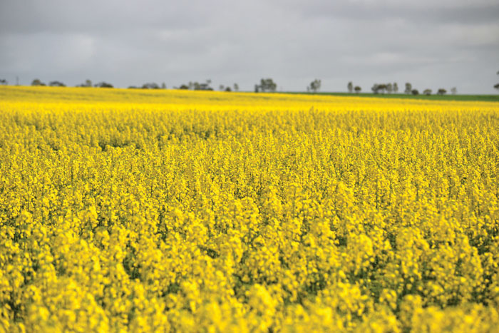 photo of canola