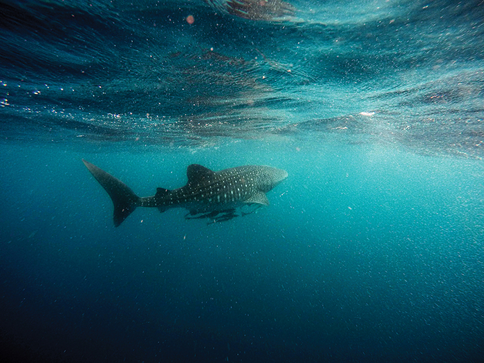 Plastic microfibres from clothing account for the largest proportion of plastic ingested by fish. Photo taken underwater off Exmouth, Western Australia