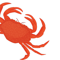 Graphical image of crab