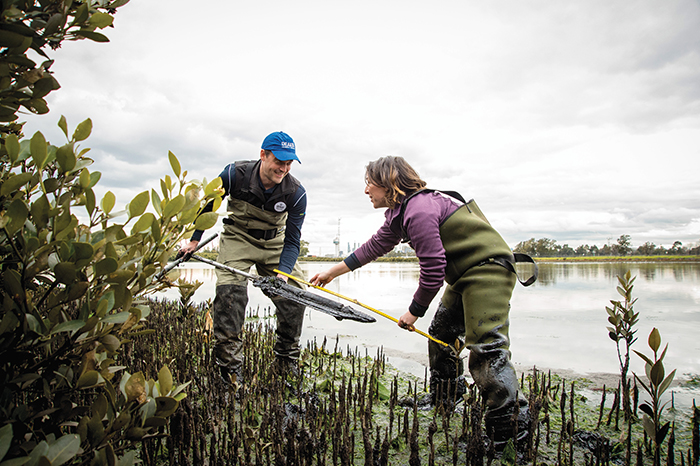 Image of Blue Carbon Lab members at work at the Stony Backwash site, Port Philip Bay. Photo: Blue Carbon Lab, Deakin University