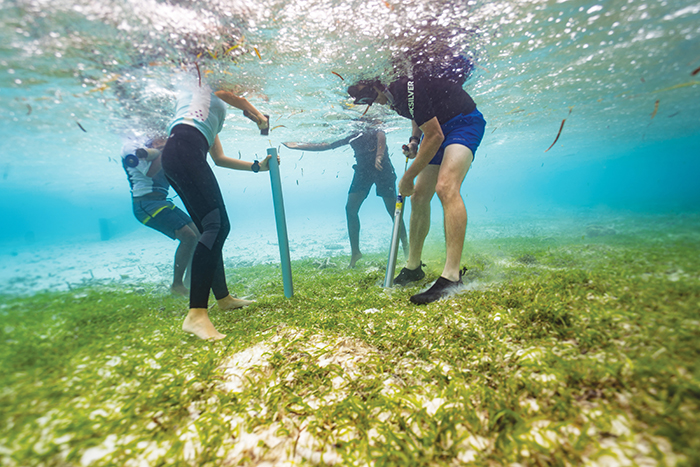 An underwater shot from the Maldives (Laamu Atoll), where BCL Director Peter Macreadie is teaching local community members how to collect seagrass soil cores to monitor the soil carbon stocks around the resort. Photo: Six Senses Laamu resort.