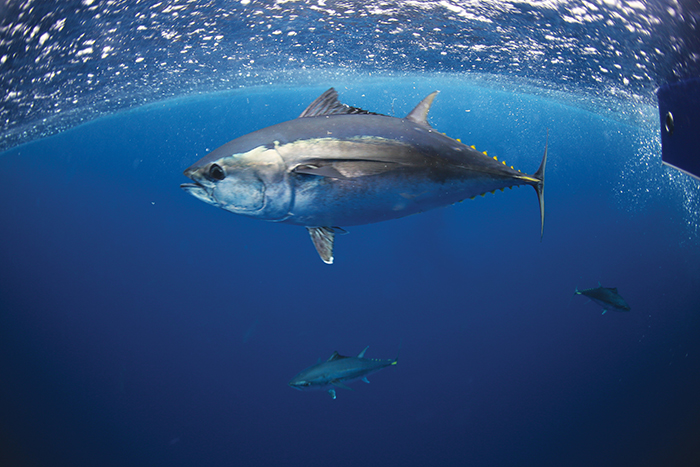 Image of a Southern Bluefin Tuna. Photo: Shutterstock
