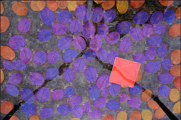 An example of a full-sized image used to count and measure abalone after processing. The abalone masked in red are utilised for counting only, Blue masks denote abalone which assessed as suitable for maximum length measurements by the AI system. 