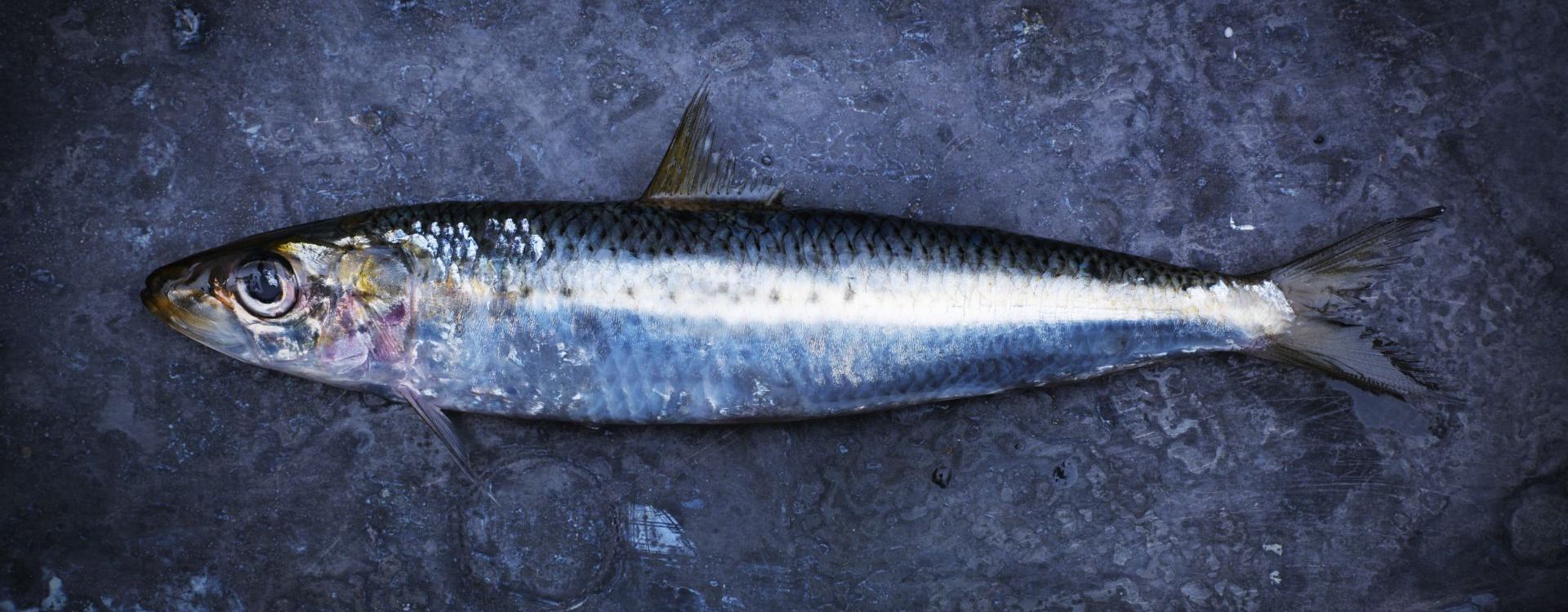 Australian Sardine