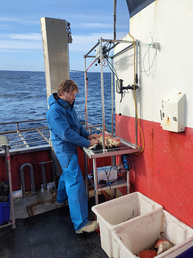 IMAS Technical Officer Ben Quigley uses a new image-capturing system to photograph Giant Crabs