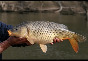 Carp being held up- smaller- credit ARI