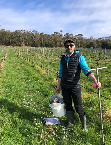 Photo of Technical Officer, Paolo Campus, taking soil cores (samples) at the vineyard field site