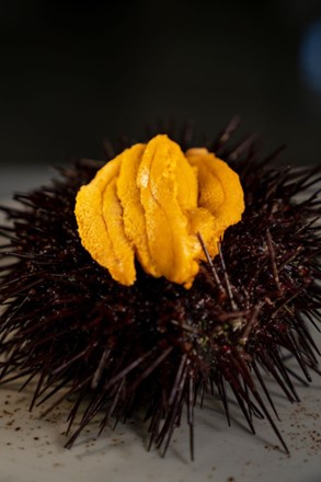 Photo of a Longspined Sea Urchin