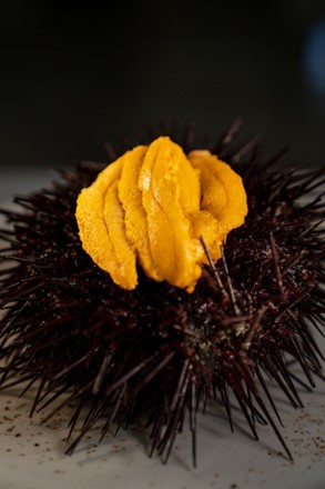 Photo of a Longspined Sea Urchin