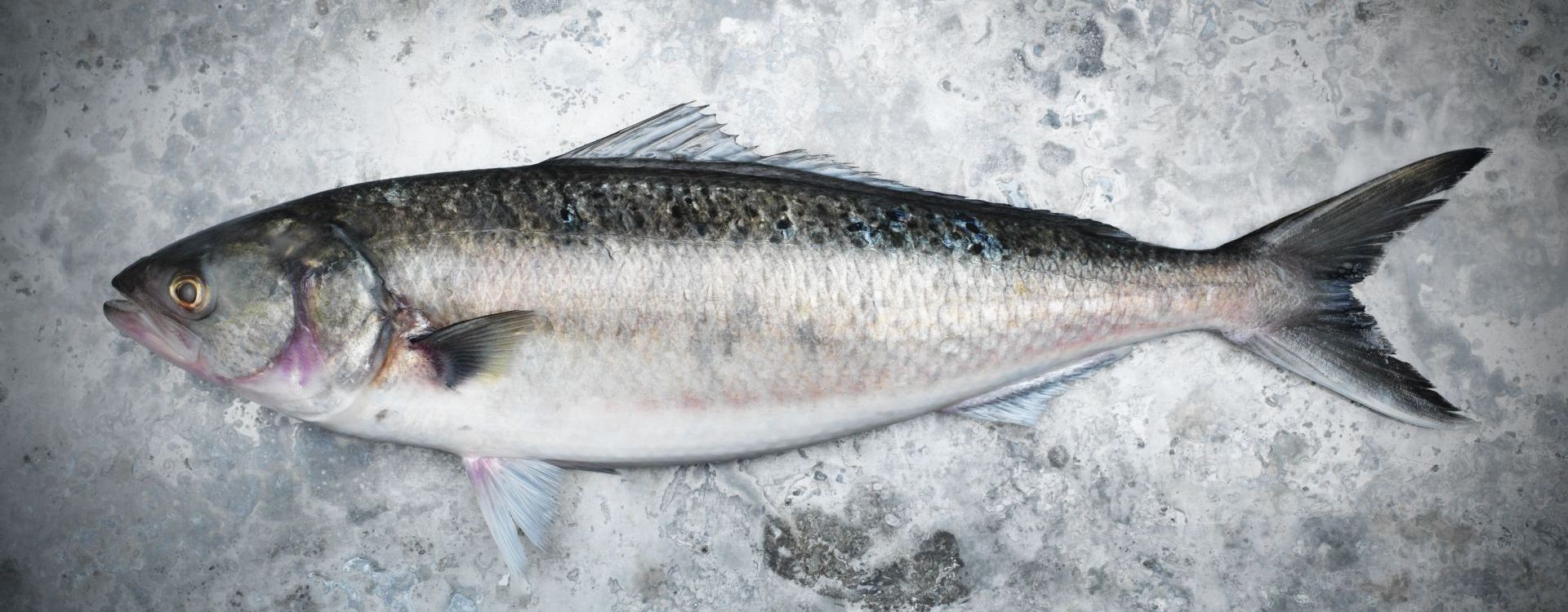 Australian Salmon
