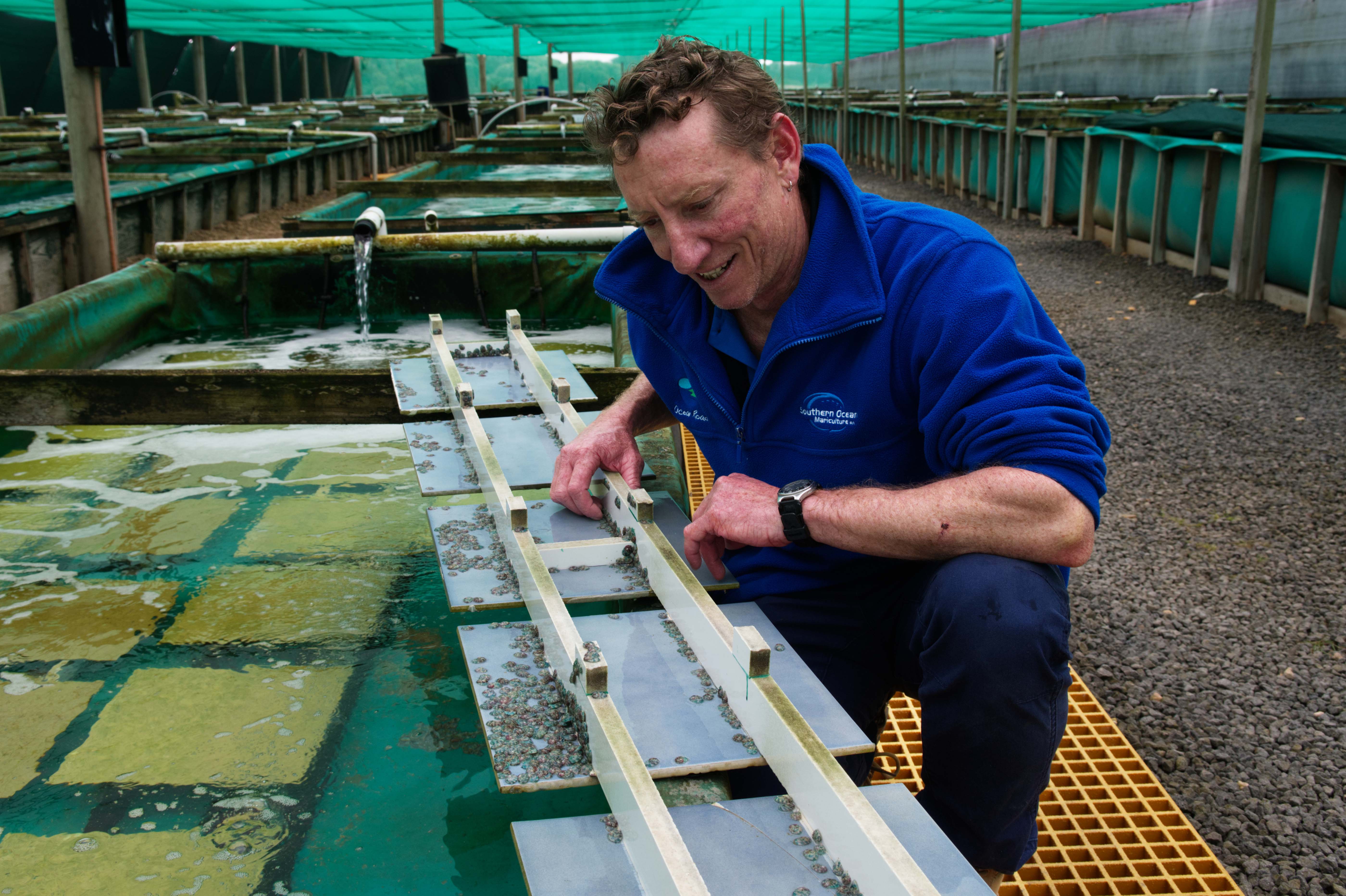 Southern Ocean Mariculture General manager Hamish Ebery in the abalone nursery where water is heated in winter to encourage animal growth. Photo: Catherine Norwood