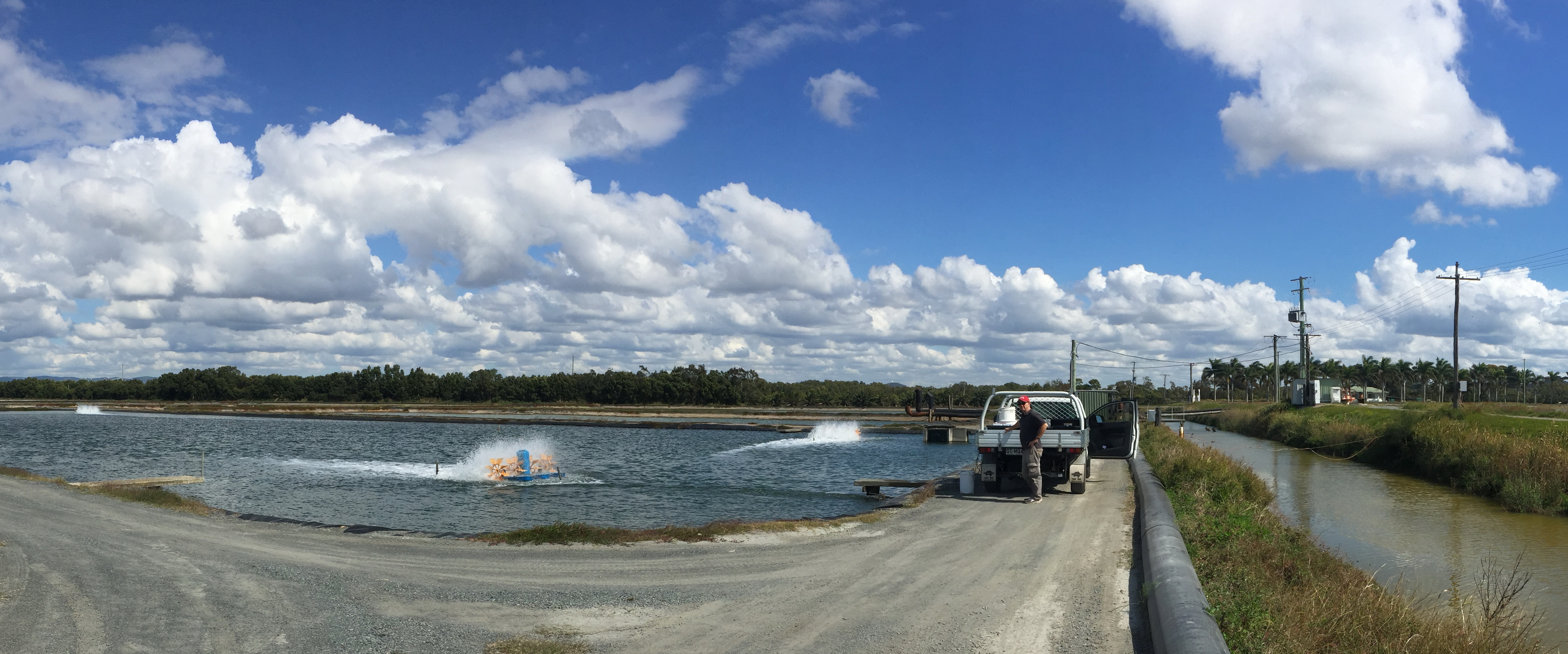 Trichlorfon field trials were conducted at two commercial prawn farms.
