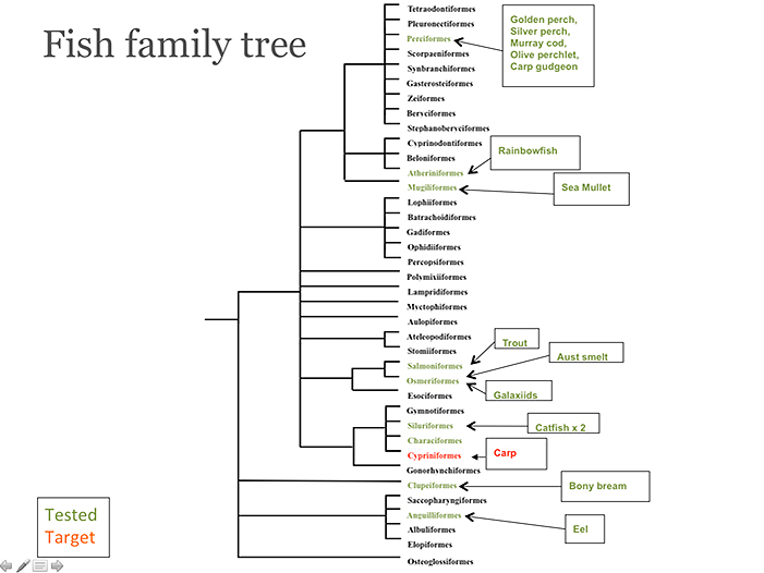 Diagram of the Fish family tree