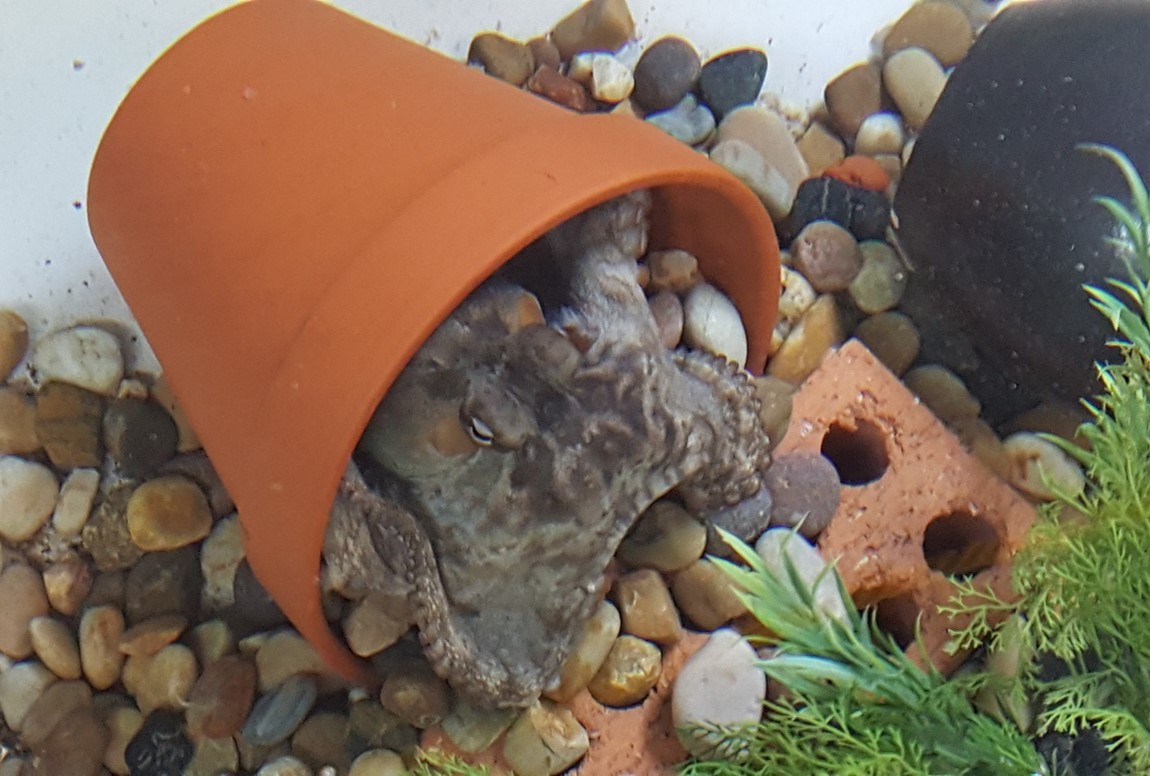 Gloomy Octopus sitting in a flowpoer den during the first aquarium experiment 