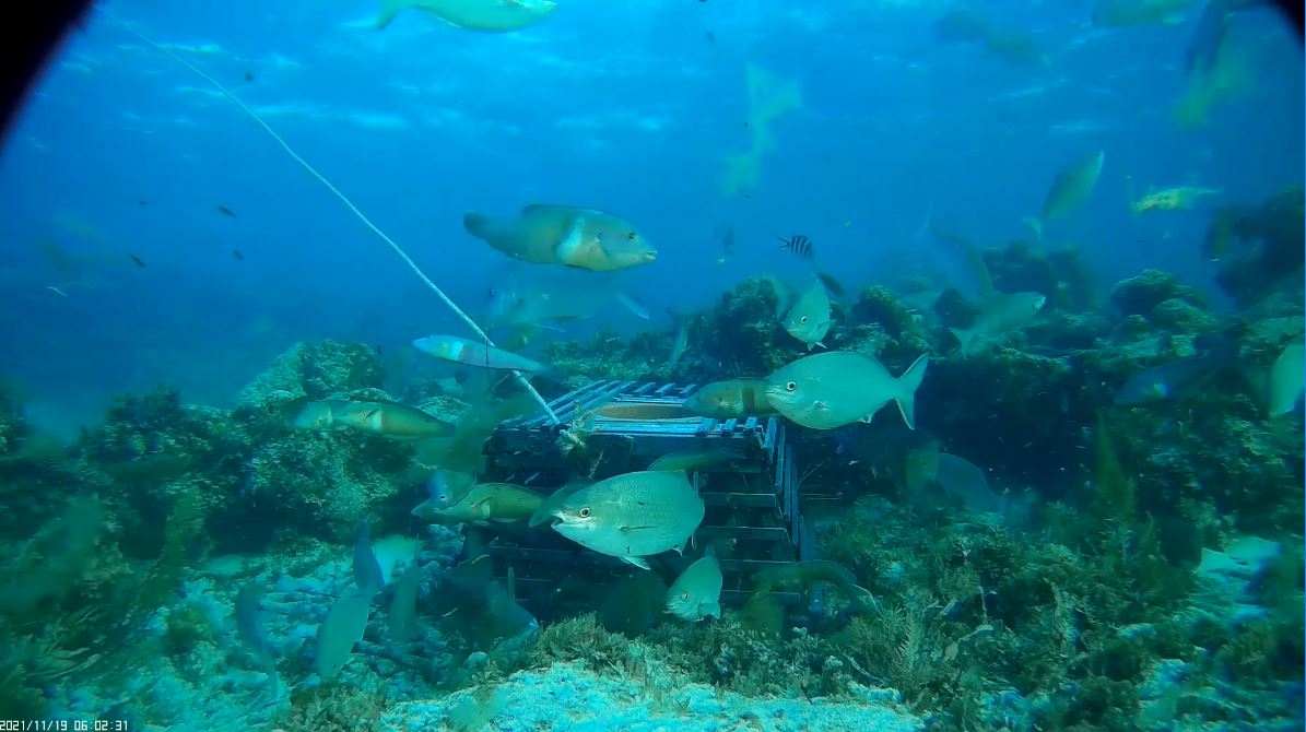 Screenshot of POTbot camera recording Rock Lobster batten pot surrounded by fish