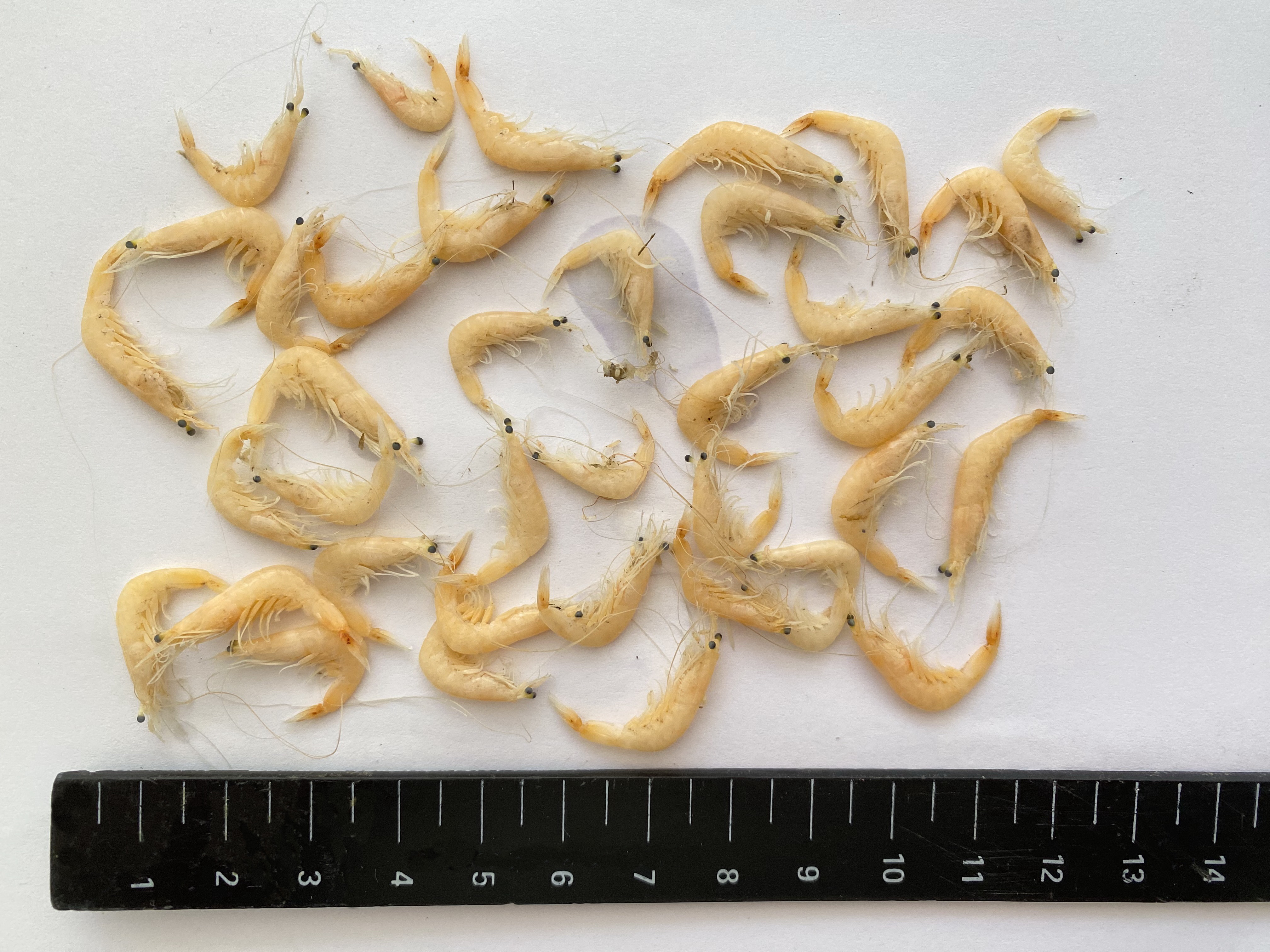 Wild glass shrimp infected with white spot disease represent a biosecurity risk for prawn farmers