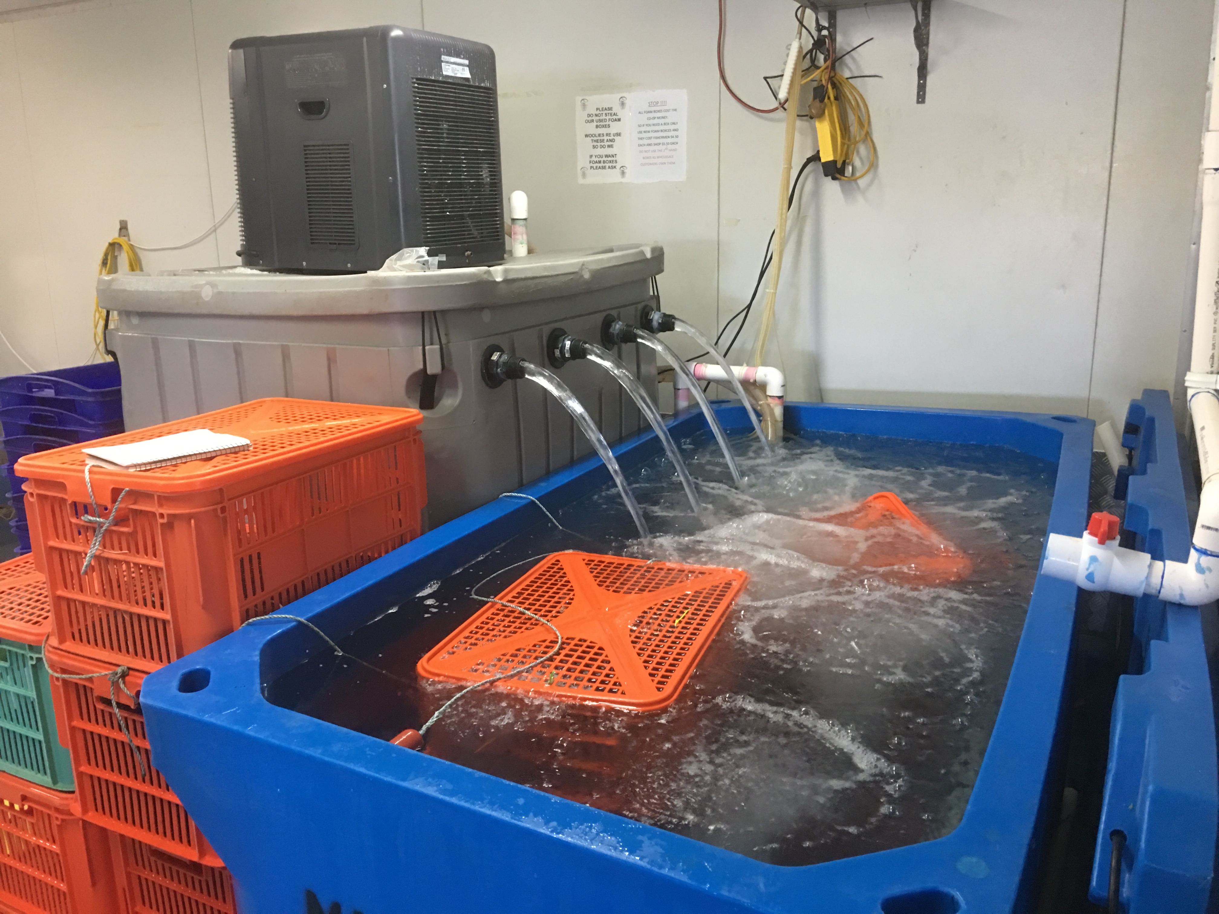 Water from machine being poured into tub with Blue Swimmer Crabs