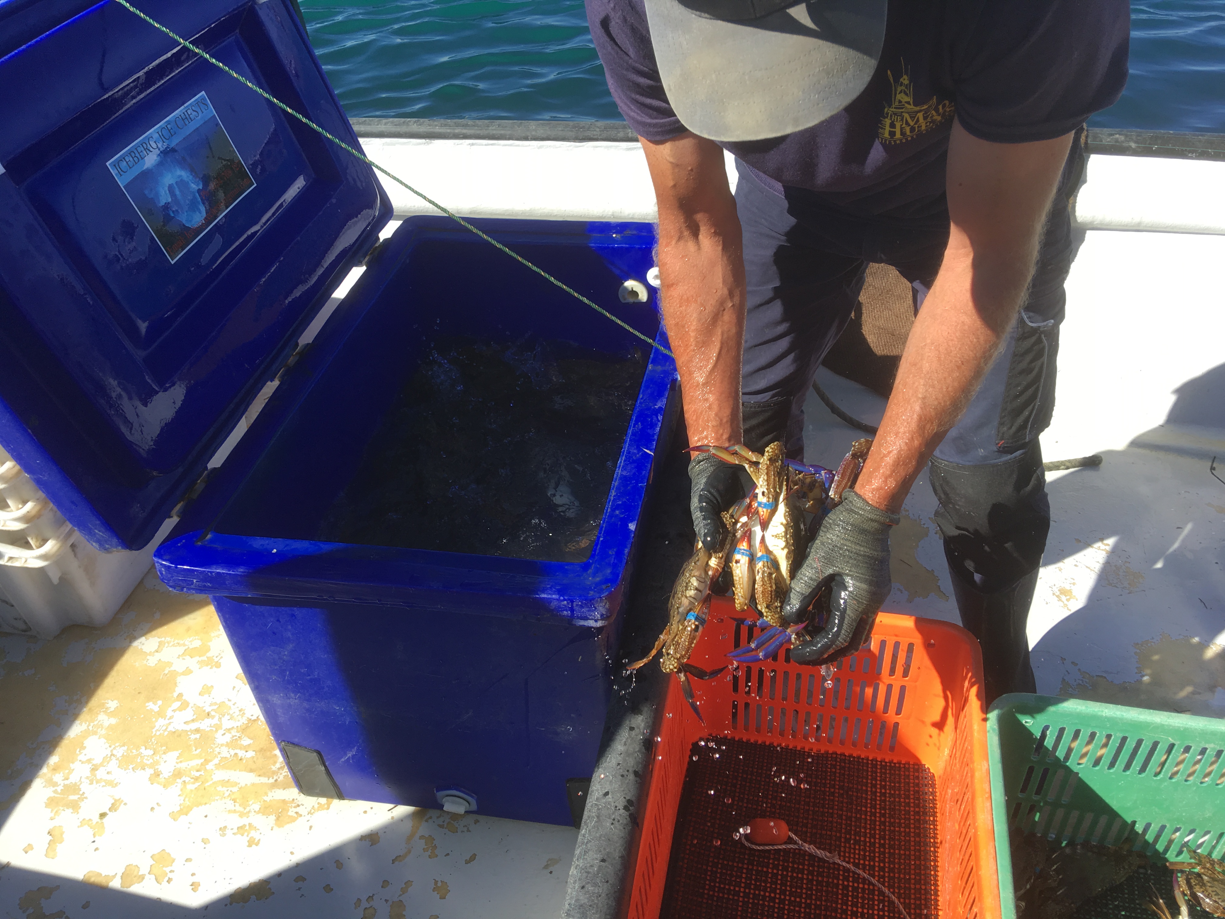 Man placing Blue Swimmer Crab into iced bucket
