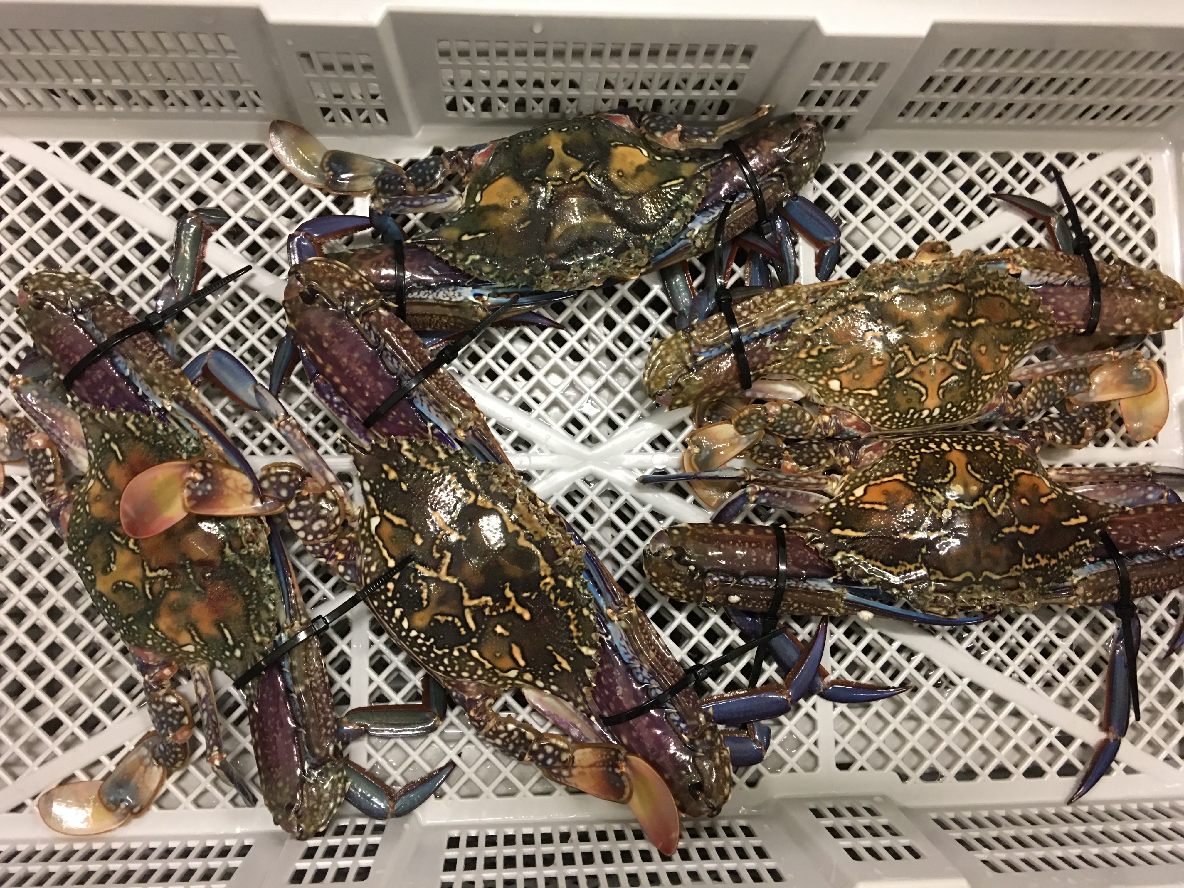 Blue Swimmer Crabs in Box