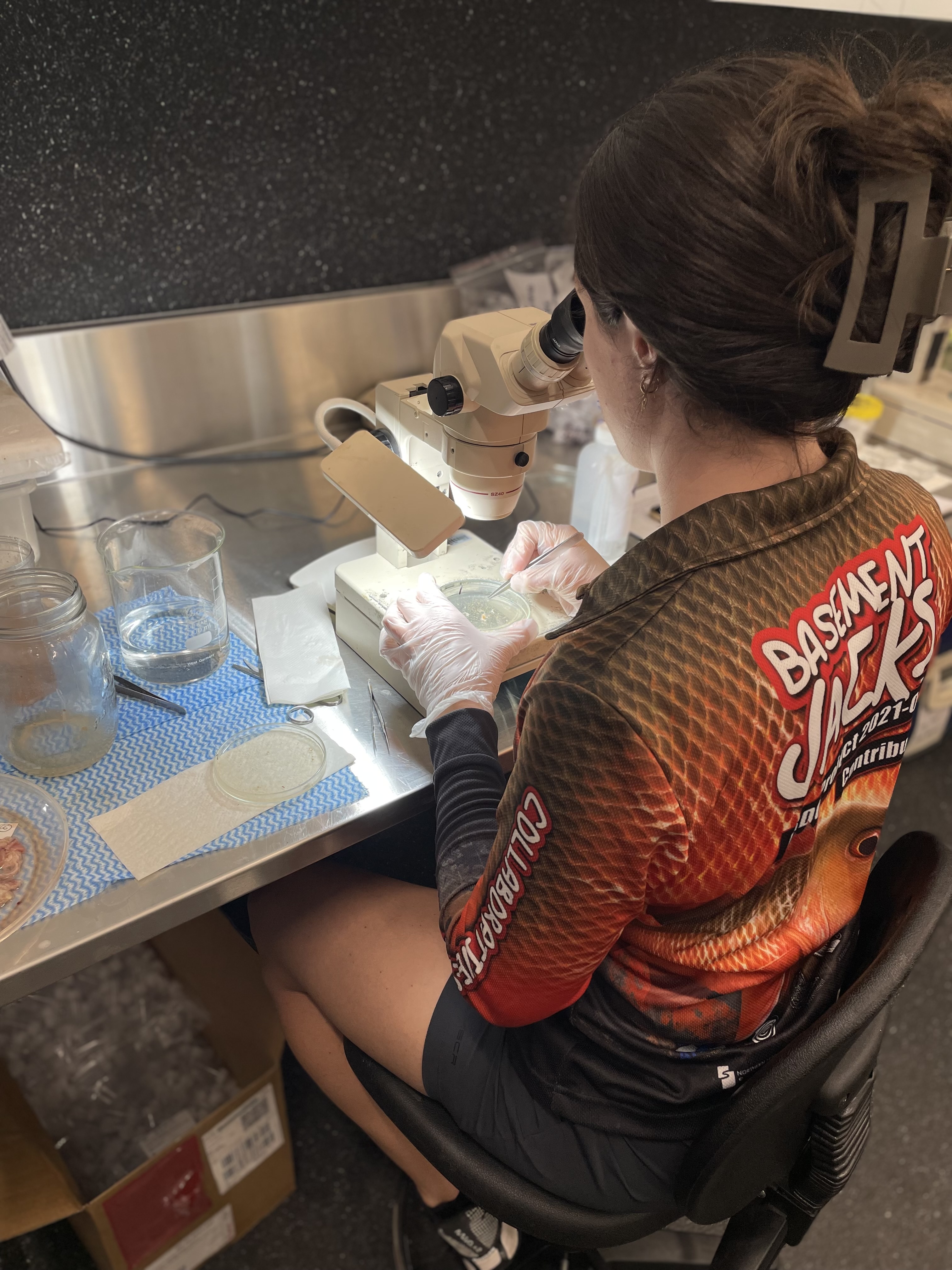 Expert Parasitologist, Megan Porter, has been working hard in Fisheries NT lab, processing Basement Jacks samples. 