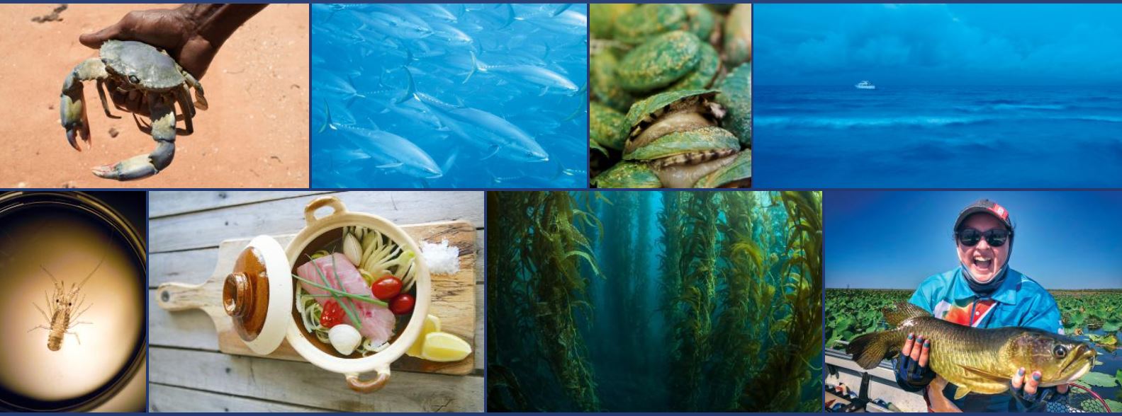 Collage of seafood related images