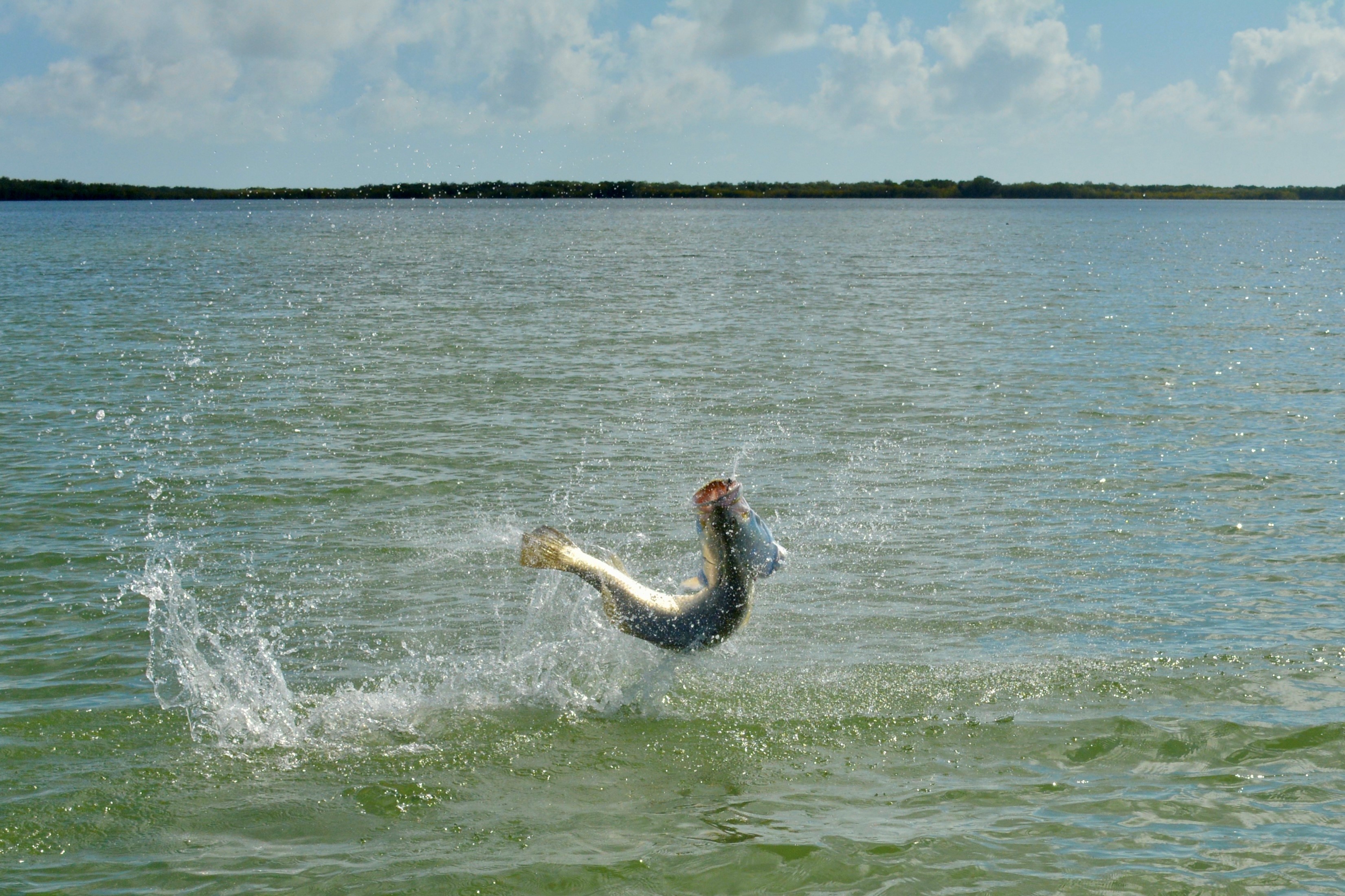 Barramundi jumping out of NT waters