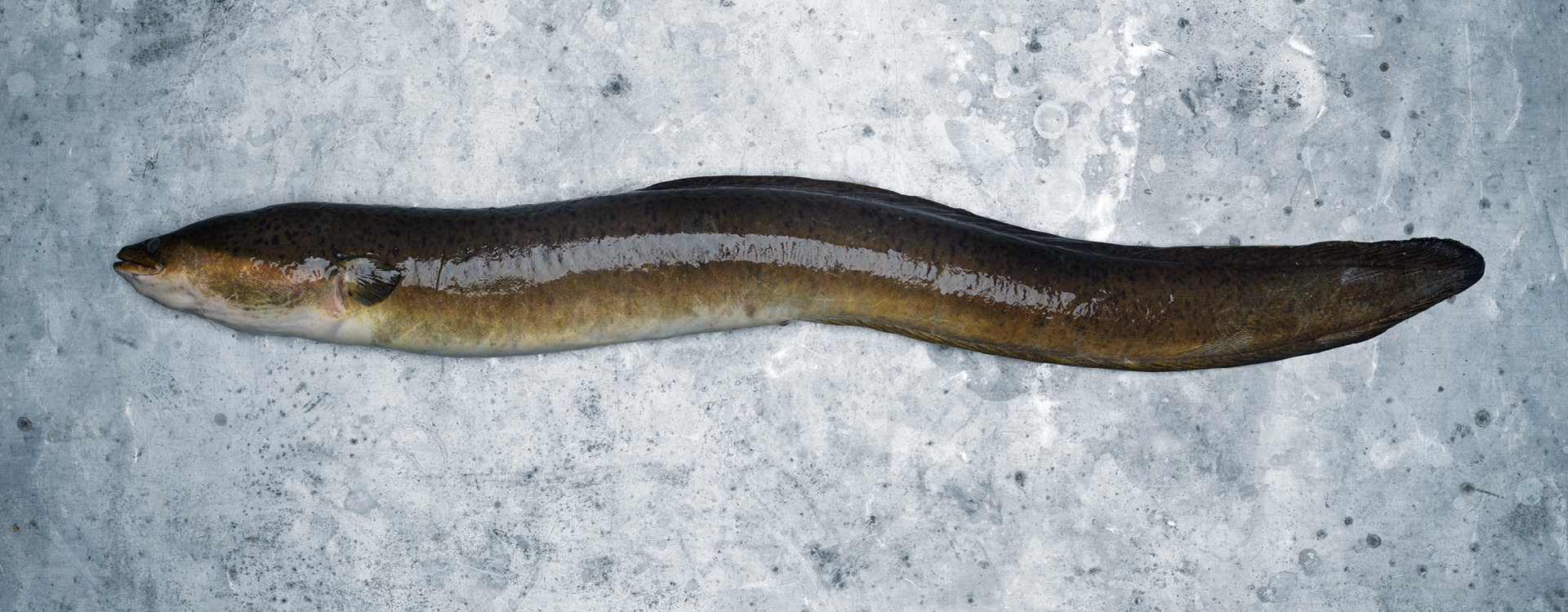 Longfin Eel