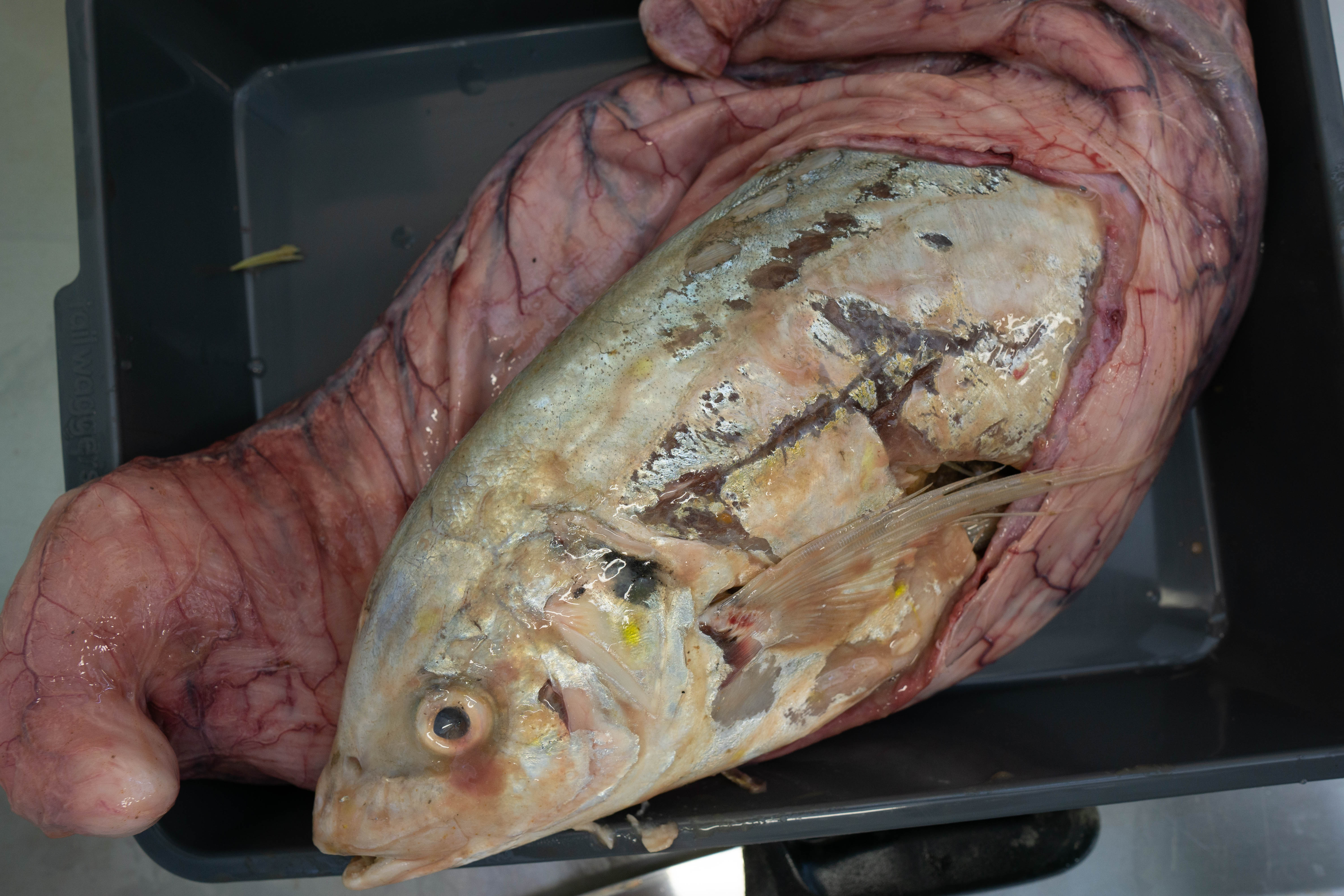 From the belly of a black marlin, a silver trevally (Pseudocaranx geogrianus) Photo: Macquarie University
