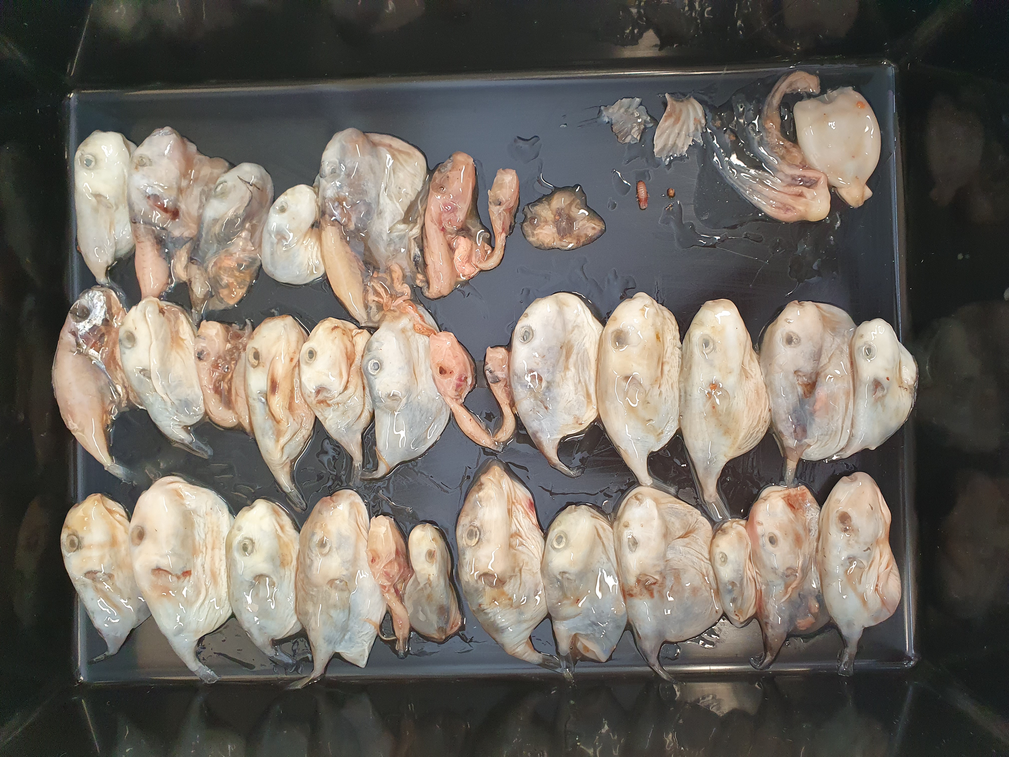 The stomach content of a striped marlin, full of oceanic pufferfish (Lagocephalus lagocephalus and Sphoeroides pachygaster). Photo: Macquarie University