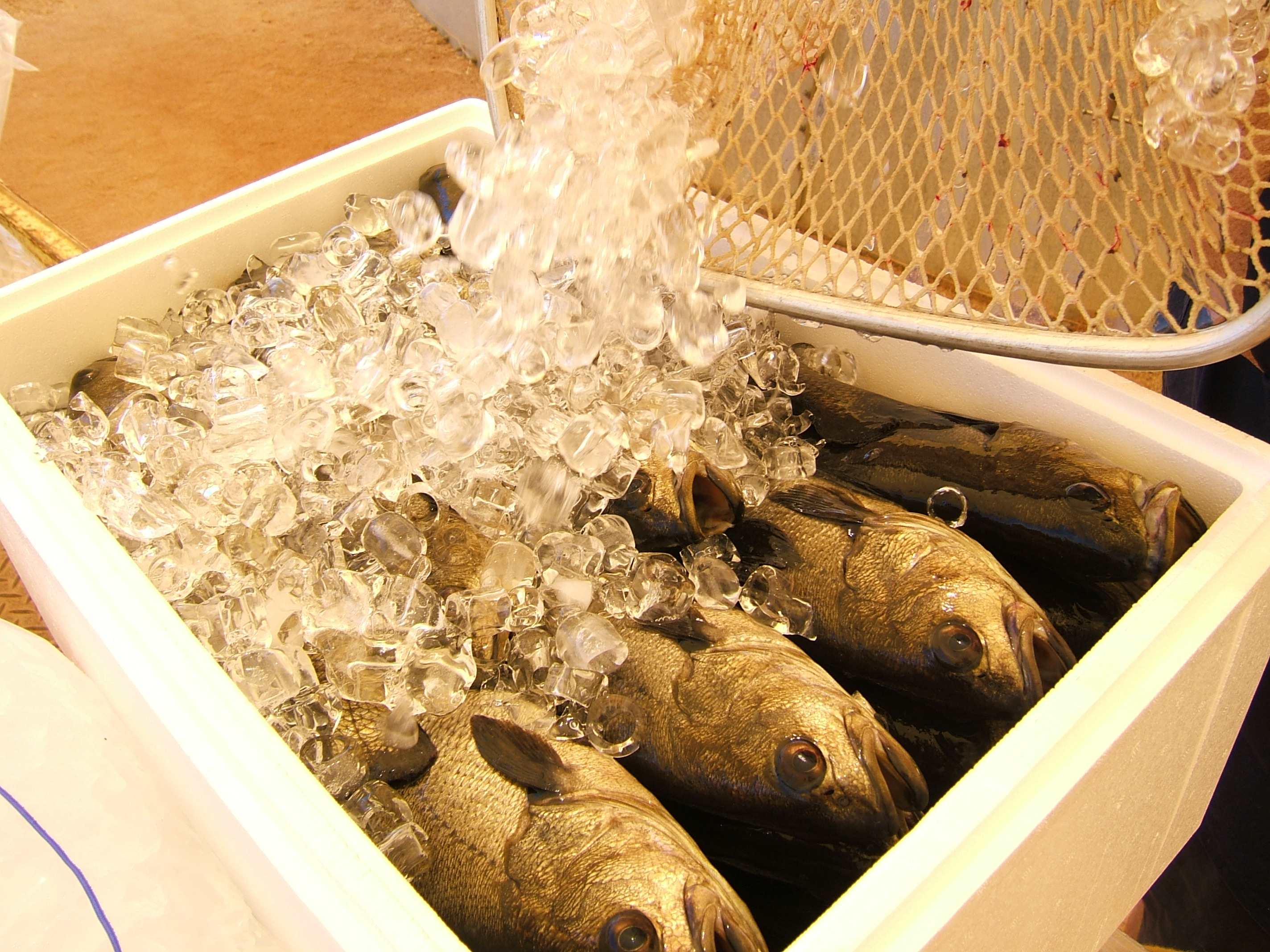 Mulloway grown at the Waikerie Inland Saline Aquaculture Centre