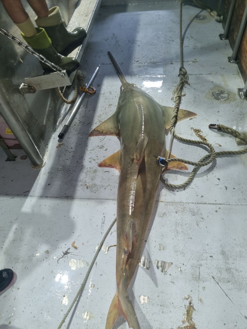 A satellite tag attached to a Narrow Sawfish in the Northern Prawn Fishery