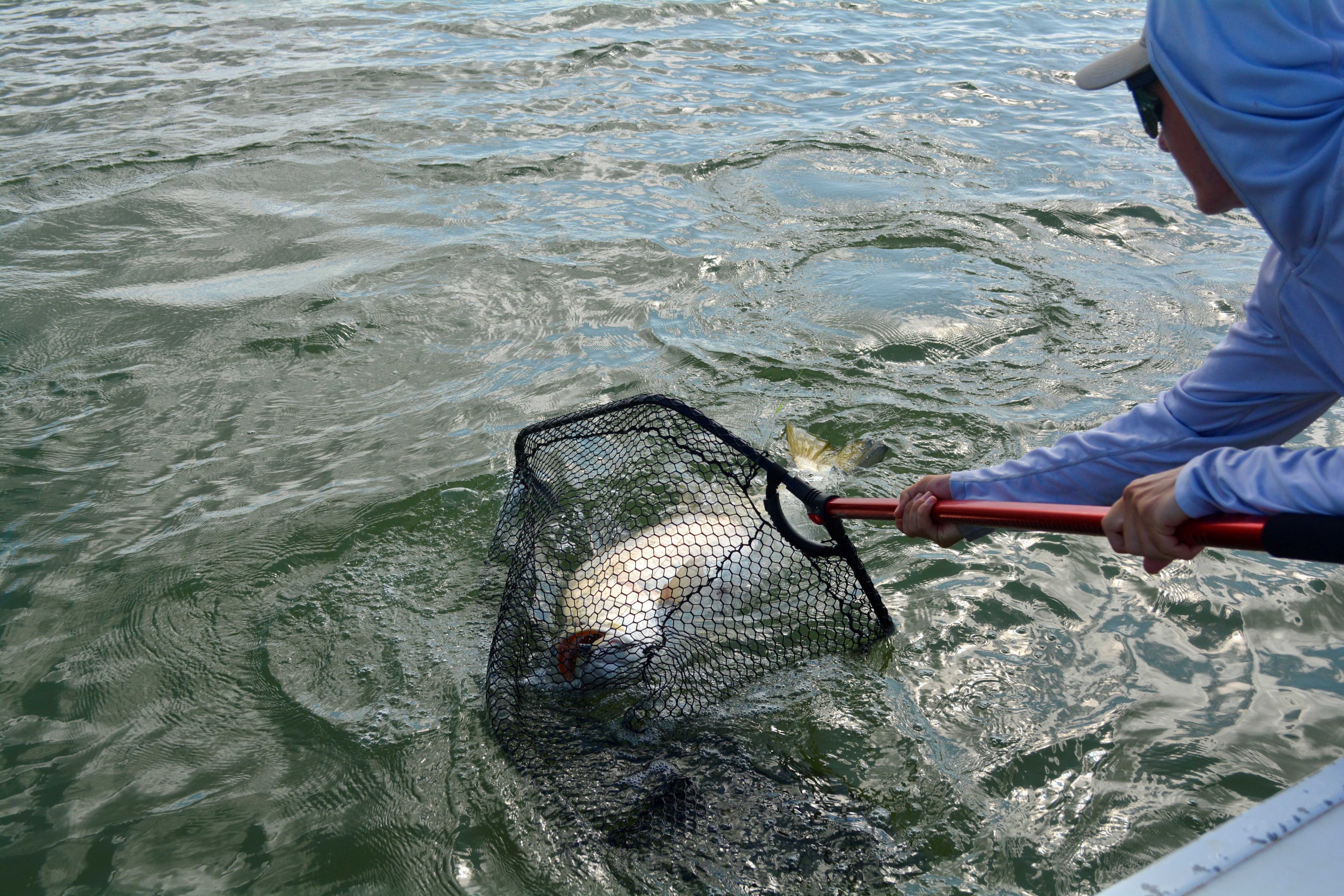 Man fishing for Barramundi with net