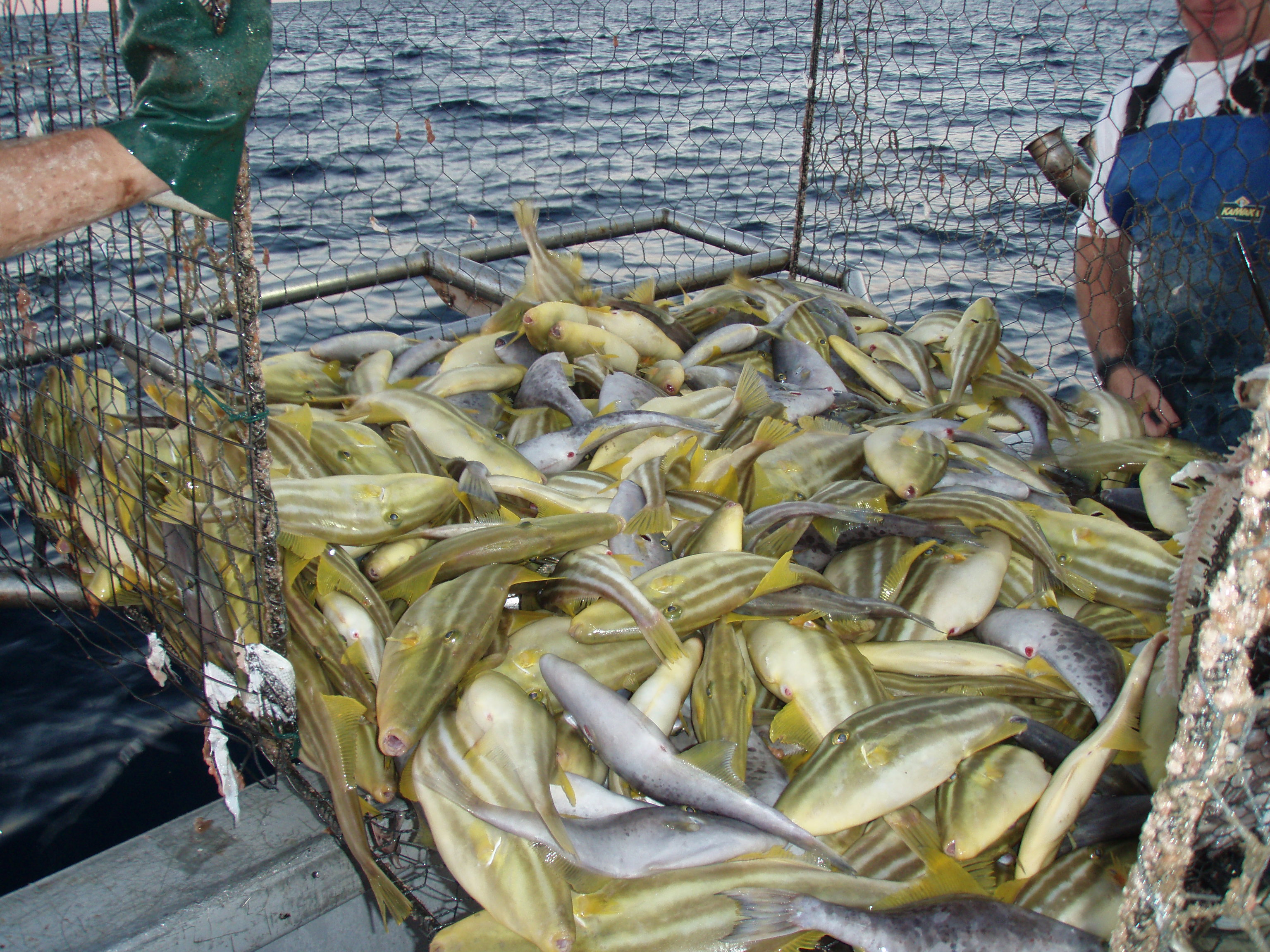 Ocean Jacket in Boat