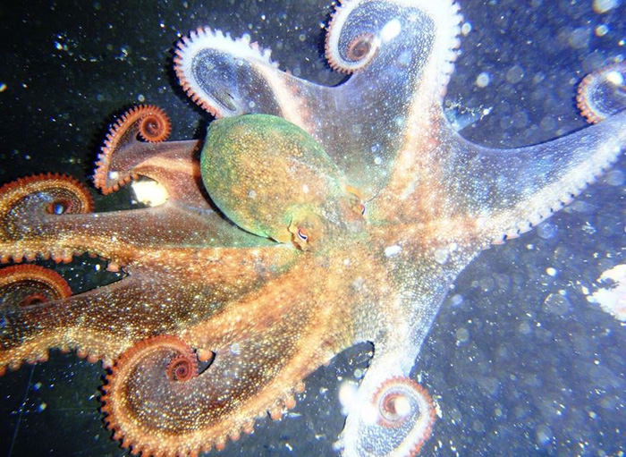 Photo of Western Rock Octopus